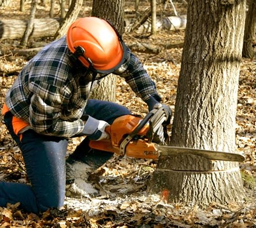 Tree Removal in East Haven, VT
